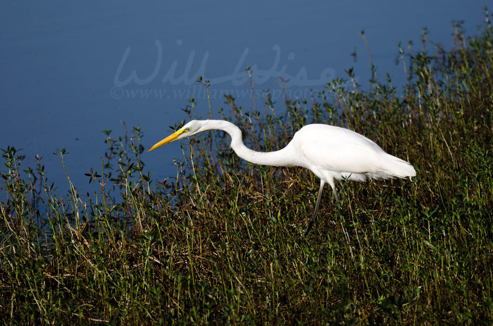 Great Egret