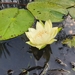 Amazon Waterlily - Photo (c) Therany Gonzales Ojeda, all rights reserved, uploaded by Therany Gonzales Ojeda