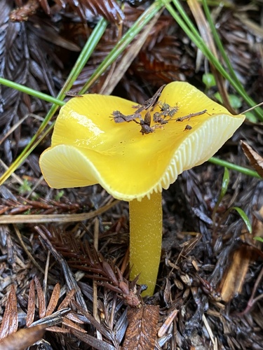 Hygrocybe flavescens (Kauffman) Singer