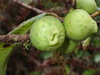 Figs - Photo (c) Rudy Gelis, all rights reserved, uploaded by Rudy Gelis