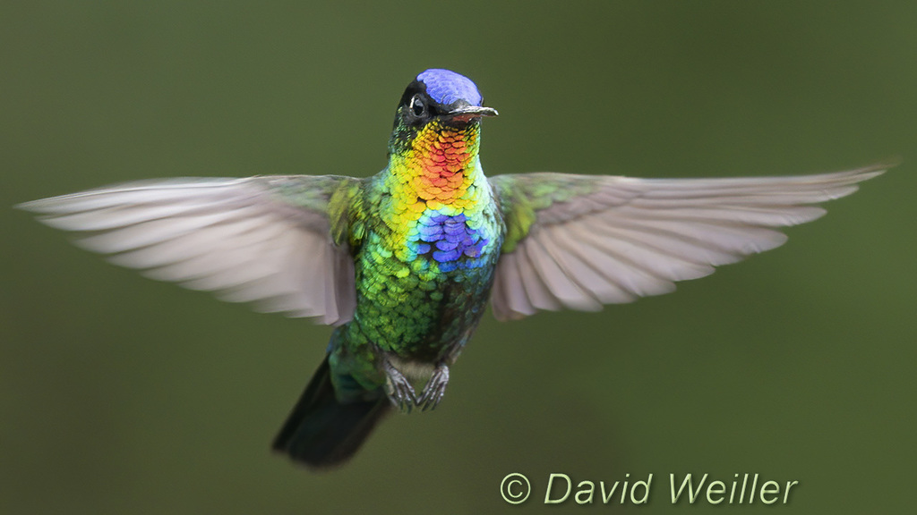 Fiery-throated Hummingbird (Panterpe insignis) photo