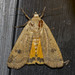 Noctuido de la Acedera - Photo (c) Brian Bailey, todos los derechos reservados, subido por Brian Bailey