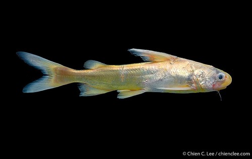 Bigmouth sea catfish (Ketengus typus) · iNaturalist