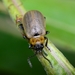 Willow Leaf Beetle - Photo (c) WonGun Kim, all rights reserved, uploaded by WonGun Kim