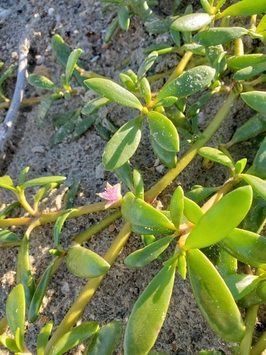 sea purslane