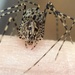 Araña Escupidora - Photo (c) ludwig05, todos los derechos reservados, subido por ludwig05
