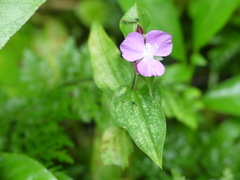 Tradescantia poelliae image