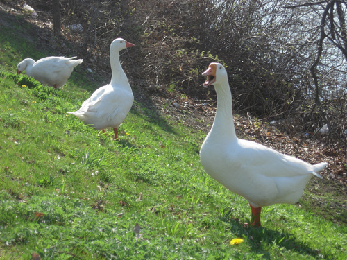 Greylag × Swan Goose