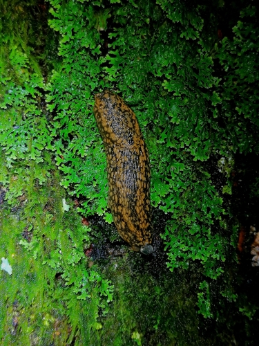 Kerry Slug