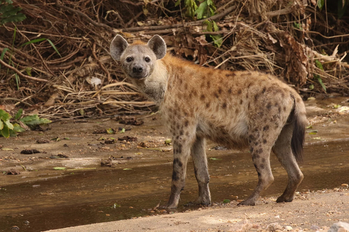 Spotted Hyena