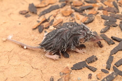 Saharan Shrew (Crocidura tarfayensis) · iNaturalist