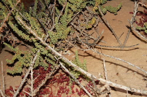 Occidental Gerbil (Gerbillus occiduus) — Data Deficient Mammalia