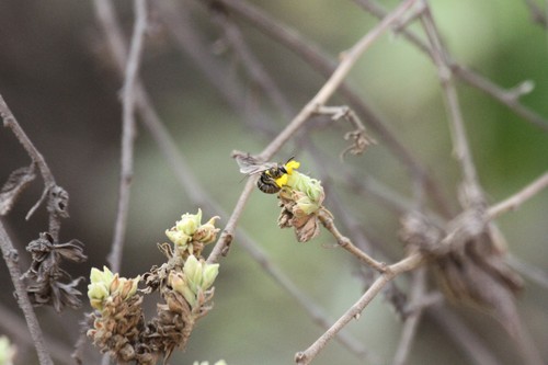 photo of Cellophane Bees (Colletes)