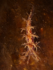 Dendronotus frondosus image