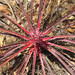 Bromelia arenaria - Photo (c) manoel augusto, todos los derechos reservados, uploaded by manoel augusto
