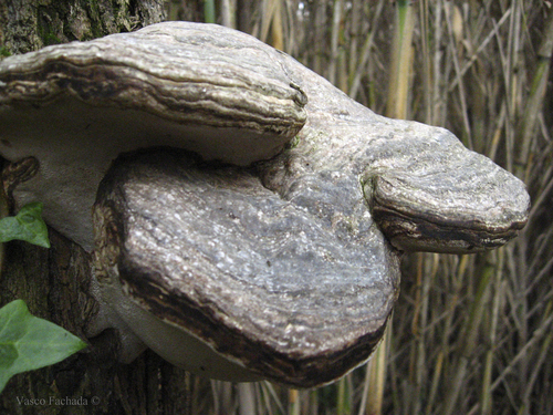 Fomes inzengae
