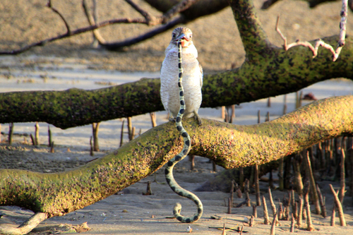 Elegant Sea Snake sighting