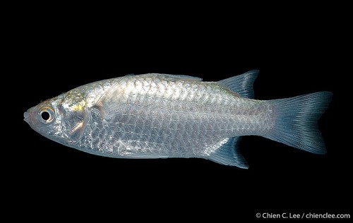 Paramugil parmatus