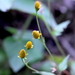 Acmella paniculata - Photo (c) Agnes Trekker, todos los derechos reservados, subido por Agnes Trekker