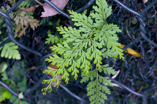 Fairy Fern