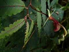 Image of Burmeistera quercifolia