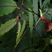 Burmeistera quercifolia - Photo (c) ivanparr, todos los derechos reservados, subido por ivanparr