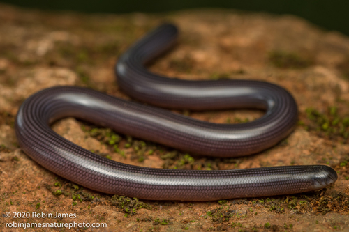 Common Lined Worm Snake