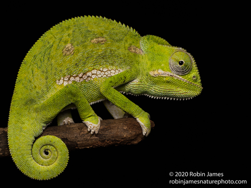 Flap-necked Chameleon - Photo (c) Robin James, all rights reserved, uploaded by Robin James