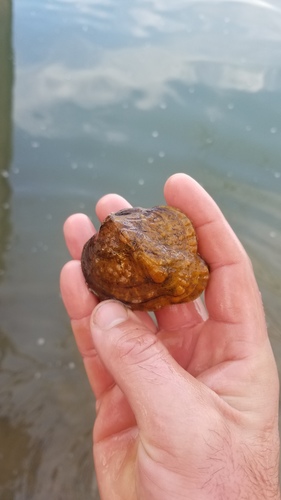 Monkeyface Mussel