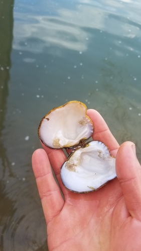 Monkeyface Mussel