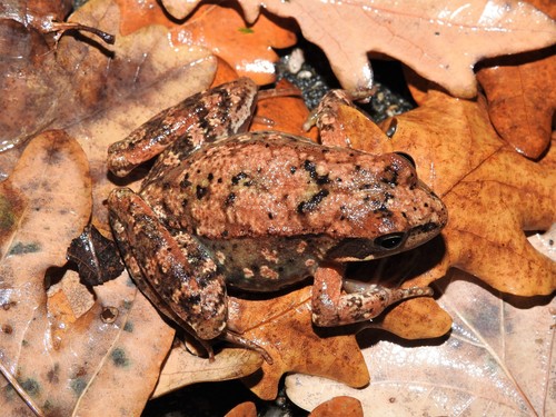 Iberian Frog