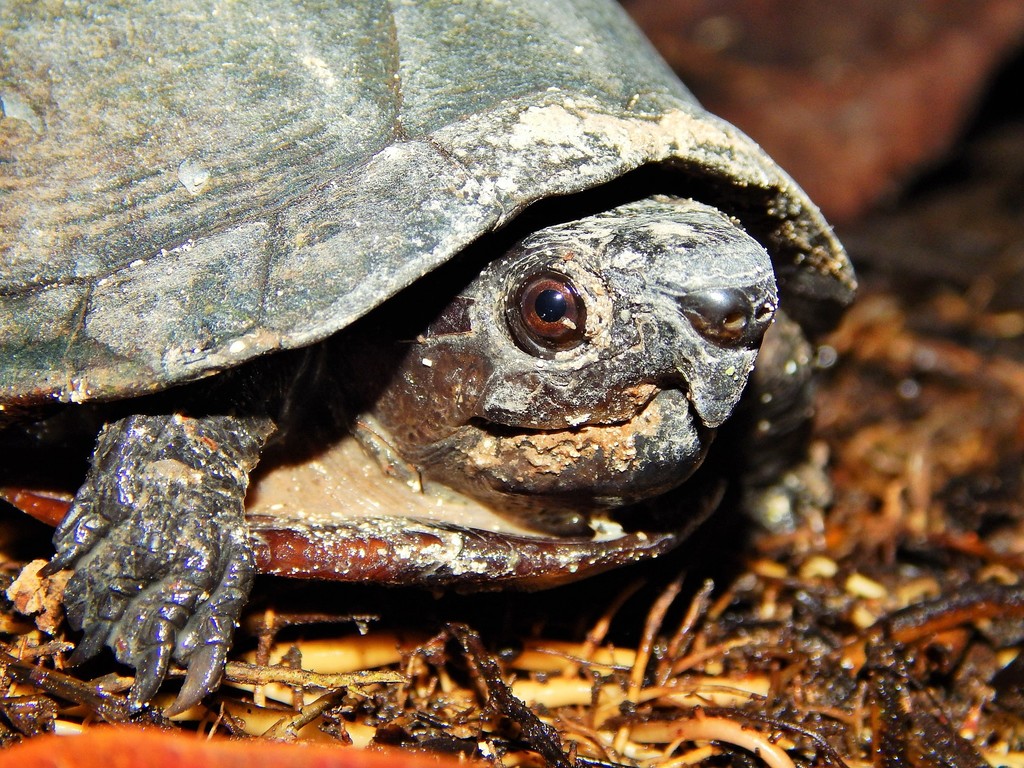 Creaser's Mud Turtle from Solidaridad, Q.R., México on February 6, 2015 ...