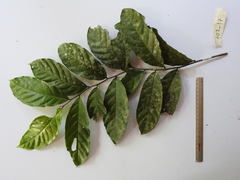 Image of Preslianthus pittieri