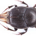 Onthophagus ruficapillus - Photo (c) bettyglatzhofer, כל הזכויות שמורות, הועלה על ידי bettyglatzhofer
