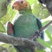 Bald Parrot - Photo (c) Leandro Paukoski, all rights reserved, uploaded by Leandro Paukoski