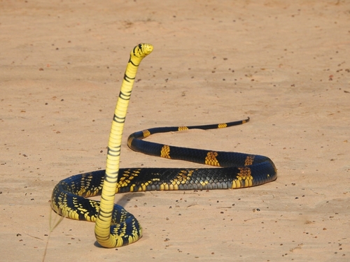 Chicken Snake