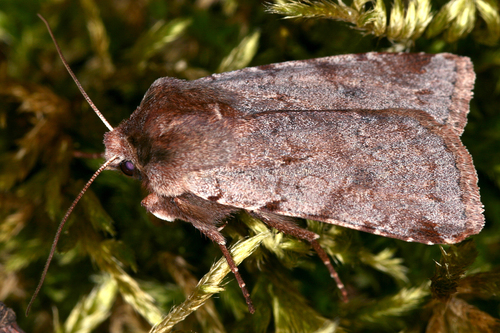 Red Chestnut
