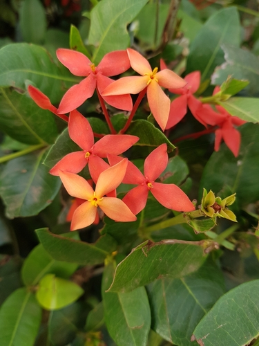 Jungle flame