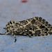 Lichnoptera cavillator - Photo (c) FRANCISCO HERRERA, todos os direitos reservados, uploaded by FRANCISCO HERRERA