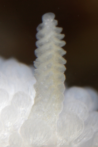 Fuzzy Onchidoris