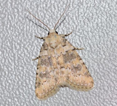 Marbled Beauty