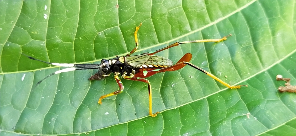 Wasp katydids from Gualea, Ecuador on May 19, 2020 at 01:14 PM by ...