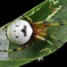 Kidney Garden Spider - Photo (c) Fan Gao, all rights reserved