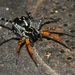 Swift Spiders - Photo (c) James Peake, all rights reserved, uploaded by James Peake