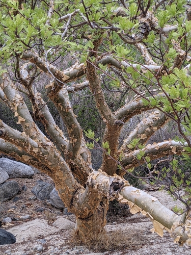 elephant tree