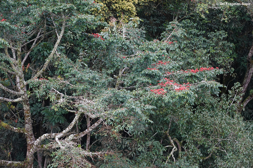 Symphonia globulifera - Whole tree