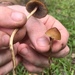 Psilocybe samuiensis - Photo (c) Shane Marshall, all rights reserved, uploaded by Shane Marshall