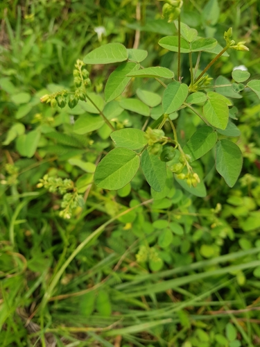 Lavender Sorrel