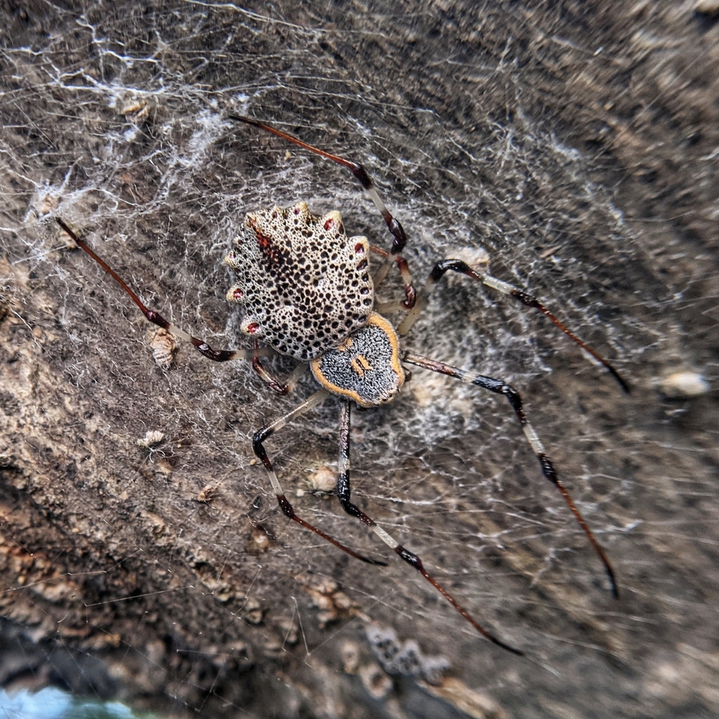 Ornamental Tree Trunk Spider from ITI Employees Layout, Annapurneshwari ...