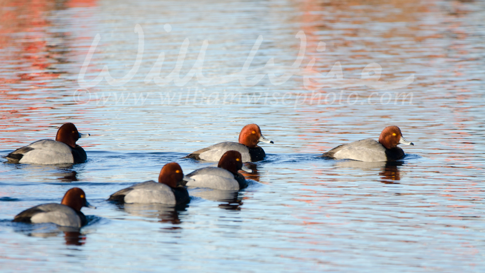 Redhead Ducks